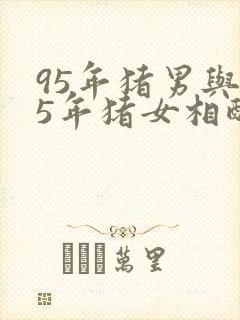 95年猪男与95年猪女相配吗