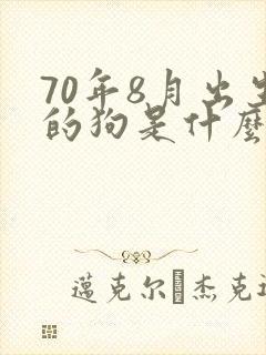 70年8月出生的狗是什么命