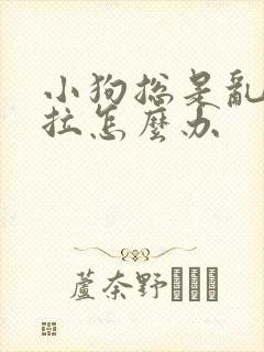 小狗总是乱尿乱拉怎么办