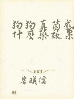 狗狗真菌感染用什么药效果好一点