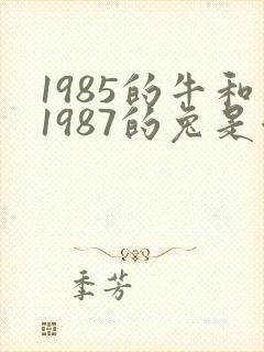 1985的牛和1987的兔是否婚配