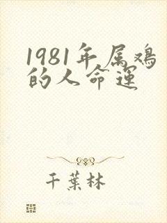 1981年属鸡的人命运