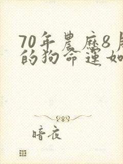 70年农历8月的狗命运如何