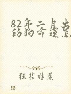 82年二月出生的狗命运怎样