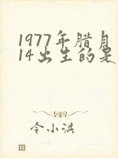 1977年腊月14出生的是什么命