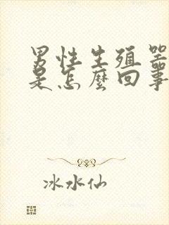 男性生殖器勃起是怎么回事