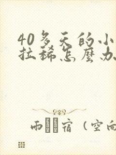 40多天的小狗拉稀怎么办