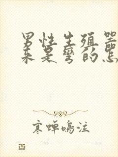 男性生殖器硬起来是弯的怎么办