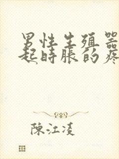 男性生殖器官勃起时胀的疼