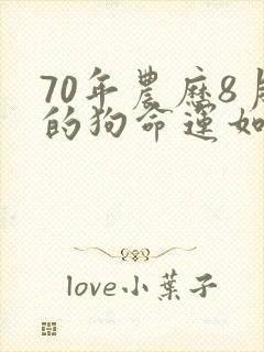 70年农历8月的狗命运如何封面