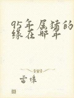 95年属猪的姻缘在哪年