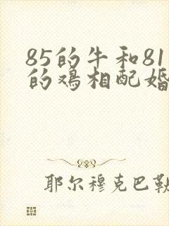 85的牛和81的鸡相配婚姻如何