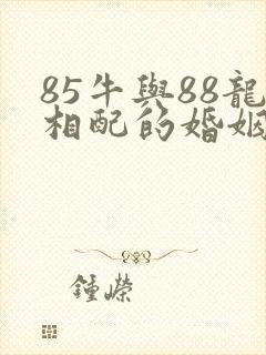 85牛与88龙相配的婚姻如何