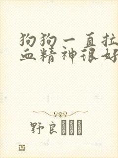 狗狗一直拉稀带血精神很好封面