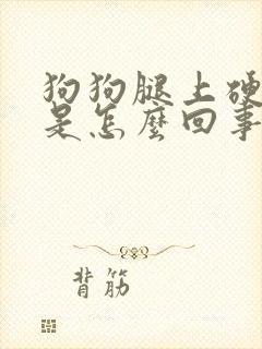 狗狗腿上硬疙瘩是怎么回事