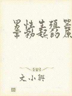 男性生殖器官经常勃起的原因