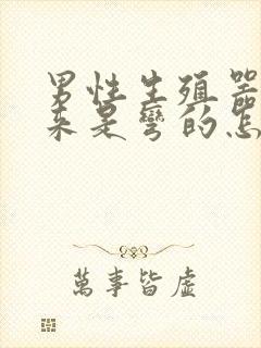 男性生殖器硬起来是弯的怎么办封面