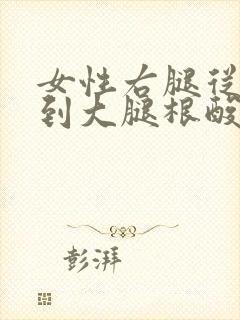 女性右腿从膝盖到大腿根酸疼