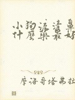 小狗流清鼻涕吃什么药最好呢