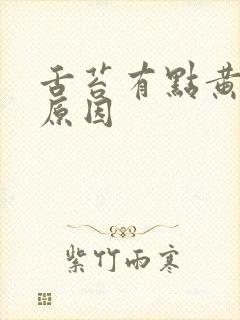 舌苔有点黄什么原因