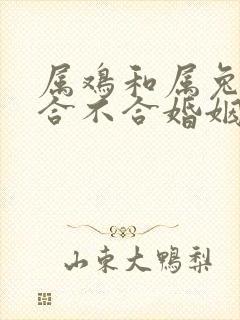 属鸡和属兔属相合不合婚姻封面