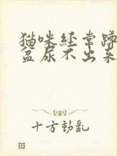 猫咪经常蹲猫砂盆尿不出来怎么回事