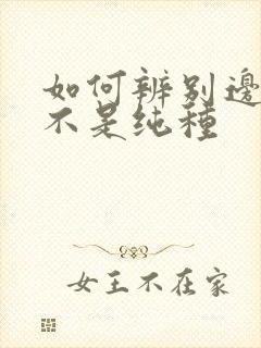 如何辨别边牧是不是纯种