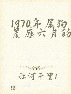 1970年属狗农历六月的命运