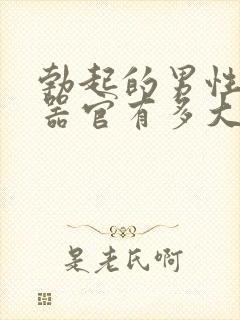 勃起的男性生殖器官有多大