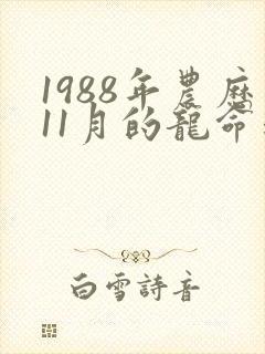 1988年农历11月的龙命运如何