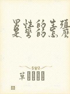 男性的生殖器官是弯的怎么办