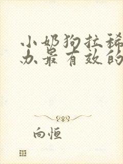 小奶狗拉稀怎么办最有效的方法