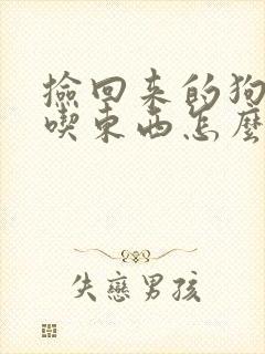 捡回来的狗狗不吃东西怎么办