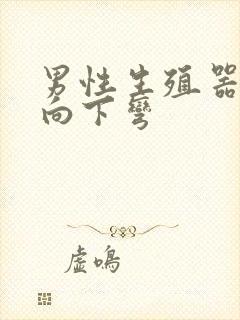 男性生殖器有点向下弯