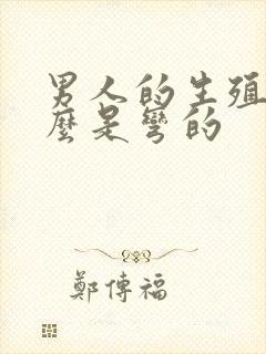 男人的生殖器怎么是弯的