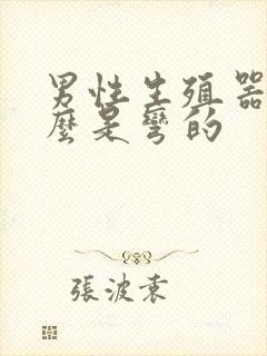 男性生殖器为什么是弯的