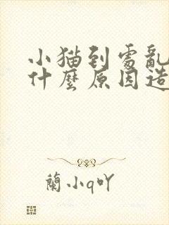 小猫到处乱尿是什么原因造成的