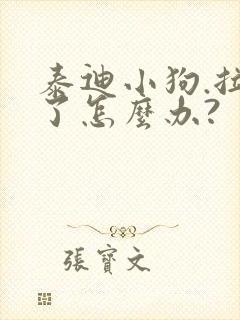 泰迪小狗.拉稀了怎么办?封面