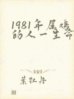 1981年属鸡的人一生命运如何