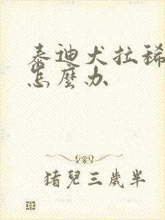 泰迪犬拉稀带血怎么办封面