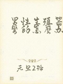 男性生殖器官是弯的怎么办