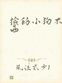 捡的小狗不吃东西