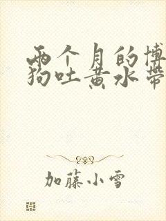 两个月的博美狗狗吐黄水带泡沫