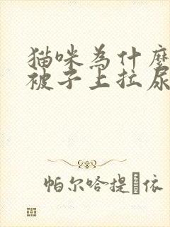 猫咪为什么会在被子上拉尿