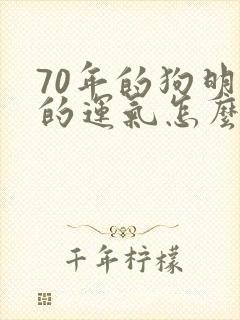 70年的狗明年的运气怎么样