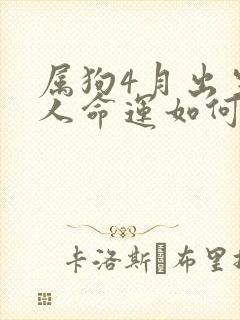 属狗4月出生的人命运如何