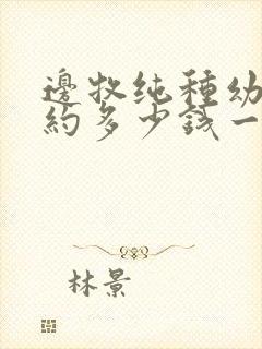 边牧纯种幼犬大约多少钱一只