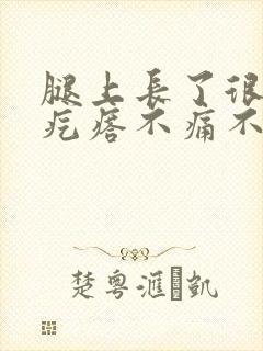 腿上长了很多小疙瘩不痛不痒