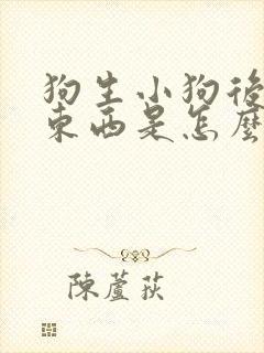 狗生小狗后不吃东西是怎么回事