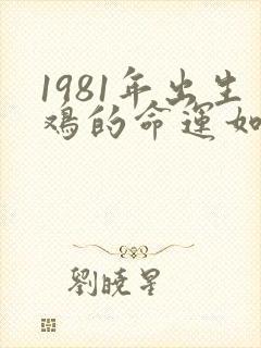 1981年出生鸡的命运如何